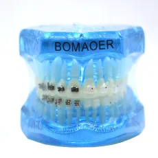 Dental orthodontic teach study teeth model mental and ceramic bracket contrust