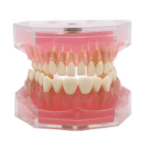 Dental standard orthodontic plastic teeth model 4004 with 28 removeable teeth