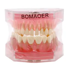 Dental standard orthodontic plastic teeth model 4004 with 28 removeable teeth