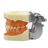Dental typodont study teaching model detachable soft gingival with 28 screws