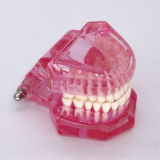 plastic study teeth model demonstrate Comprehensive repair pink Transparent