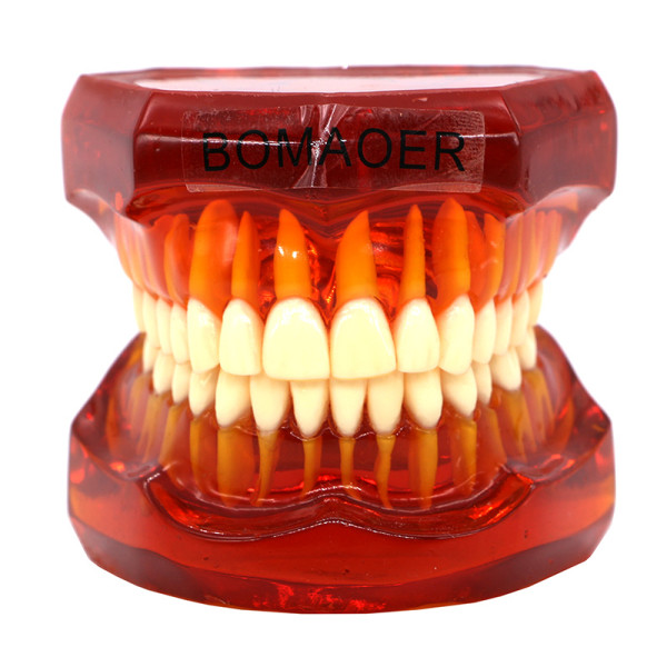 Plastic Study Teeth Model Standard model red Transparent 7002 style