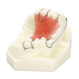 Dental Orthodontic Wearing Trainer Demonstration Plastic Teeth Model M#3007
